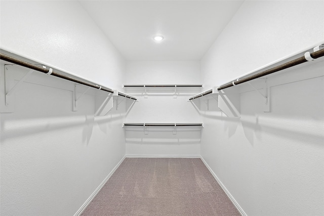 walk in closet featuring carpet floors