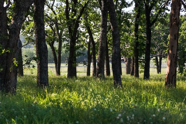 view of local wilderness