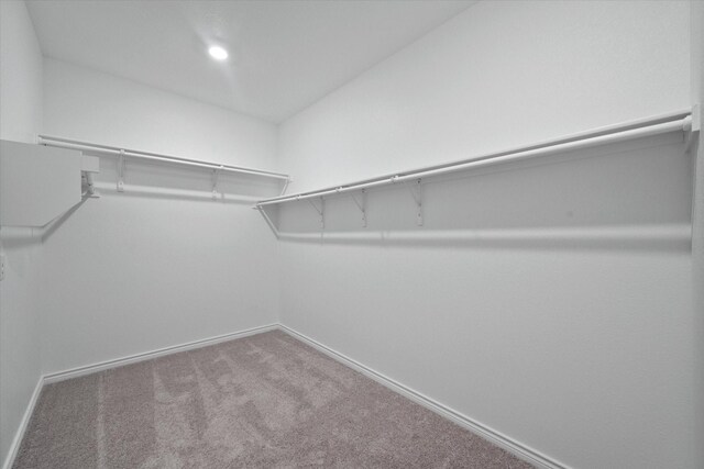 spacious closet featuring carpet