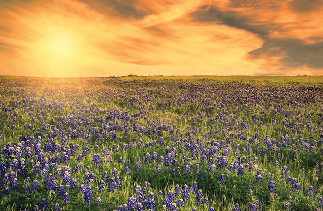 view of nature at dusk