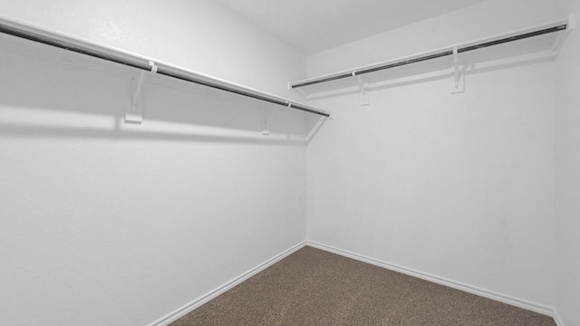 spacious closet featuring carpet floors