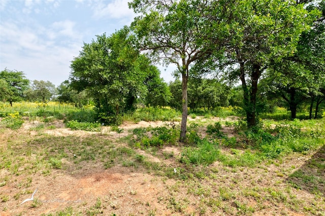 view of local wilderness