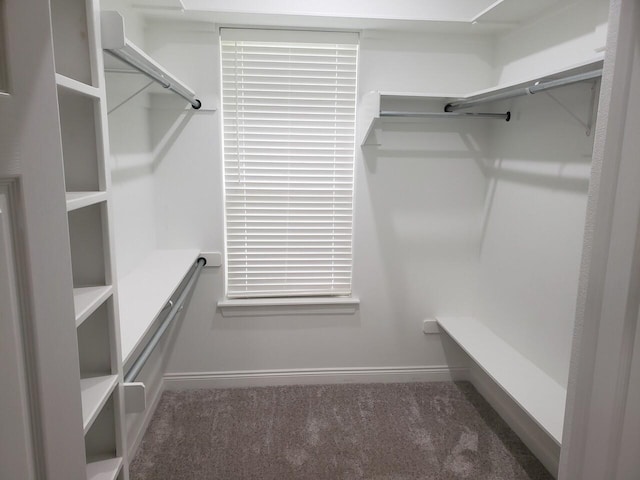 walk in closet with dark colored carpet