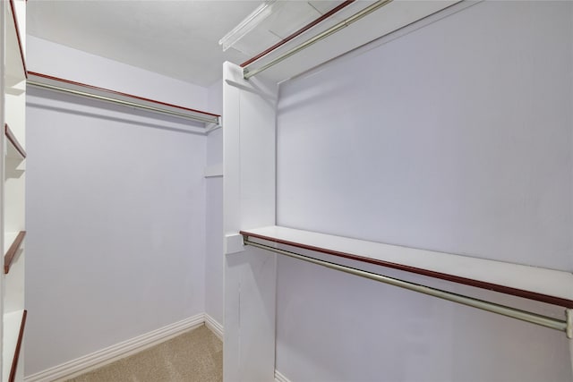 walk in closet featuring carpet flooring