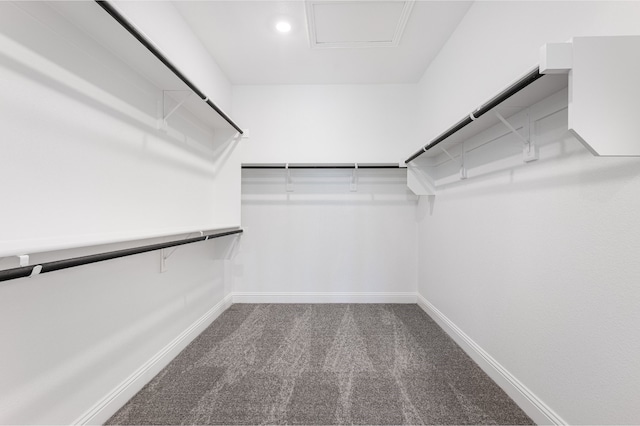 spacious closet featuring carpet floors