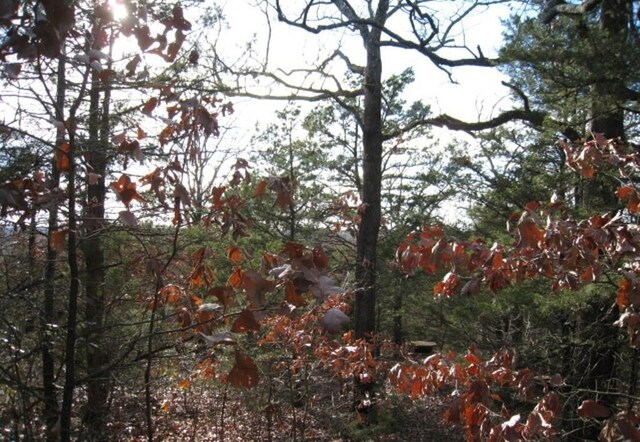 0000 Fm 17, Canton, TX 75103