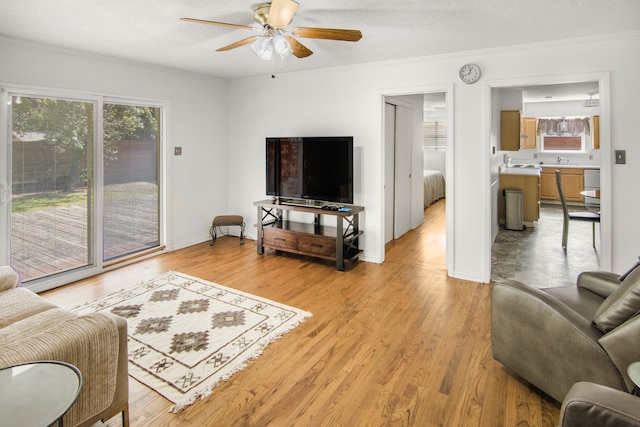 living room with sink, light hardwood / wood-style flooring, ceiling fan, and crown molding