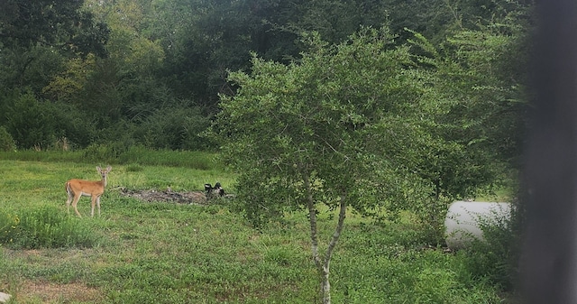 view of local wilderness