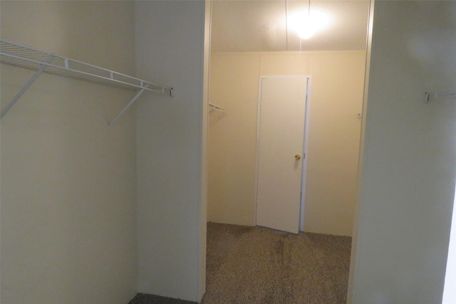 walk in closet featuring carpet flooring