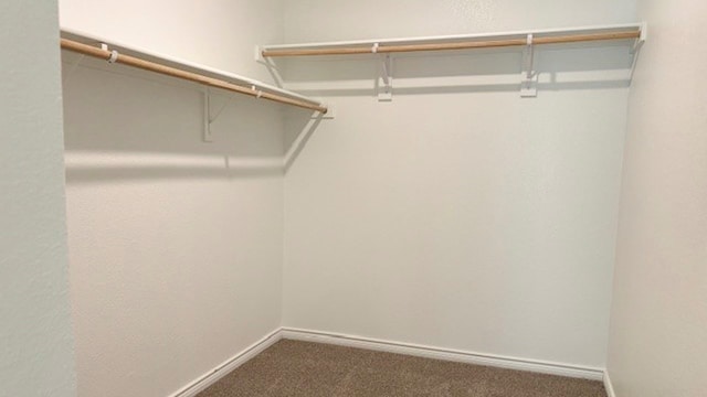 spacious closet featuring carpet flooring