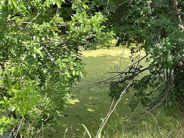 view of local wilderness