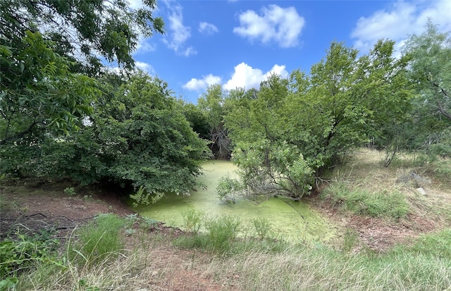 view of local wilderness