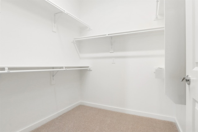 spacious closet featuring carpet flooring