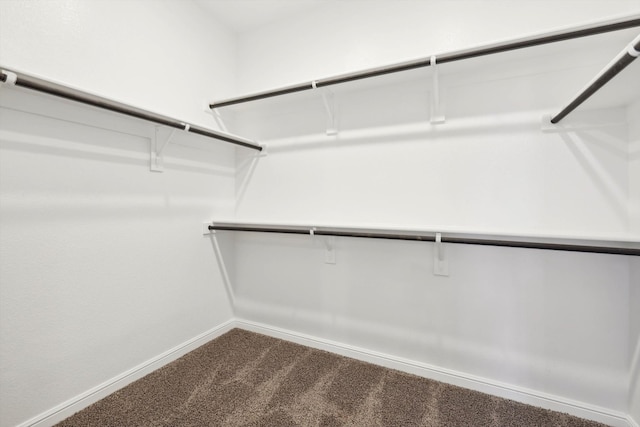 spacious closet featuring carpet floors