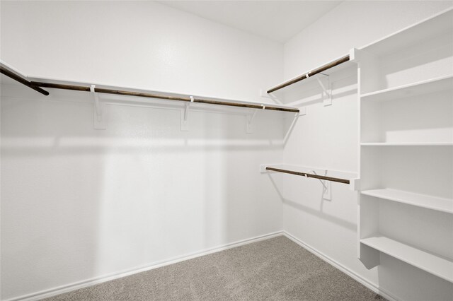 spacious closet featuring carpet