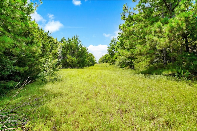 view of local wilderness