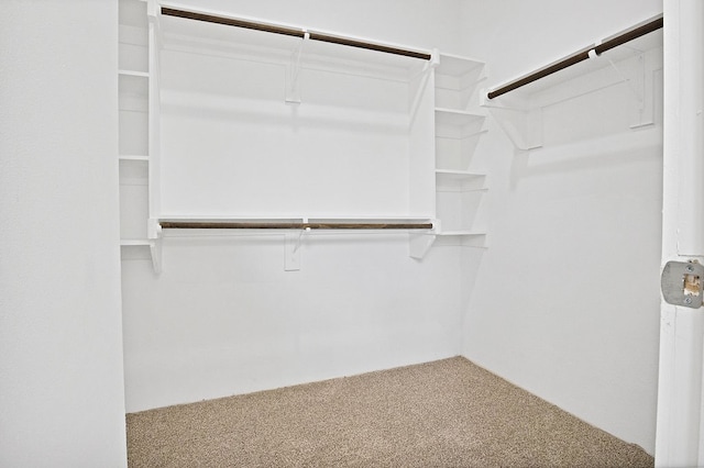 walk in closet featuring carpet