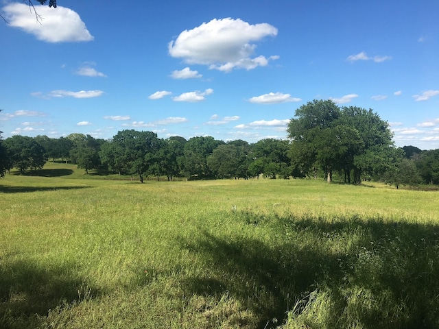 view of local wilderness