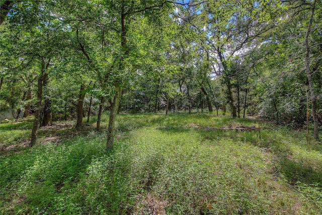 view of local wilderness