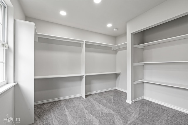 walk in closet with carpet floors