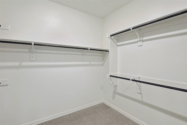 spacious closet featuring carpet