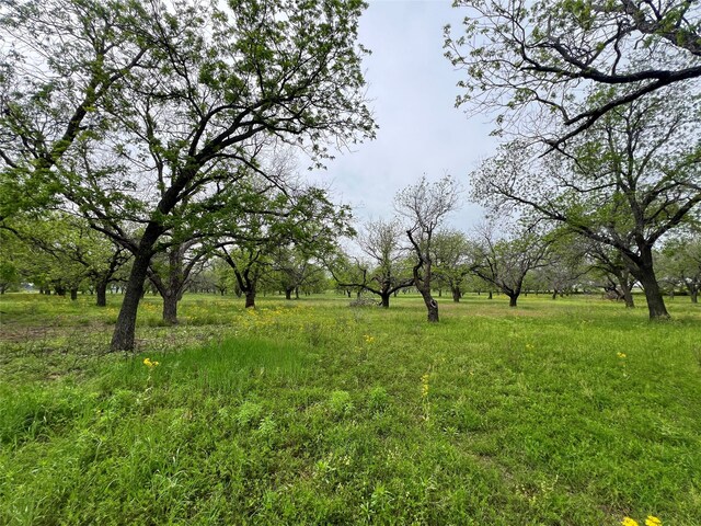 view of local wilderness