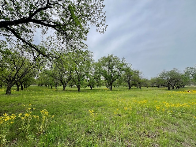 view of local wilderness with a rural view