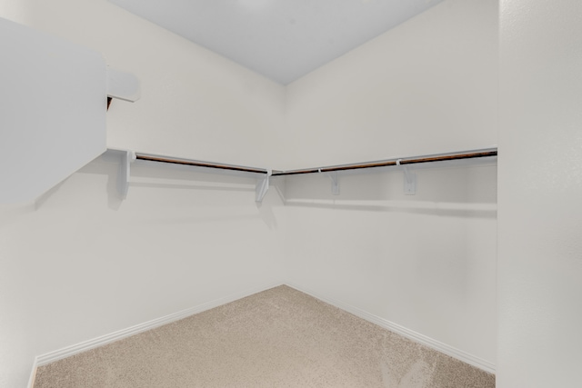 spacious closet featuring carpet flooring