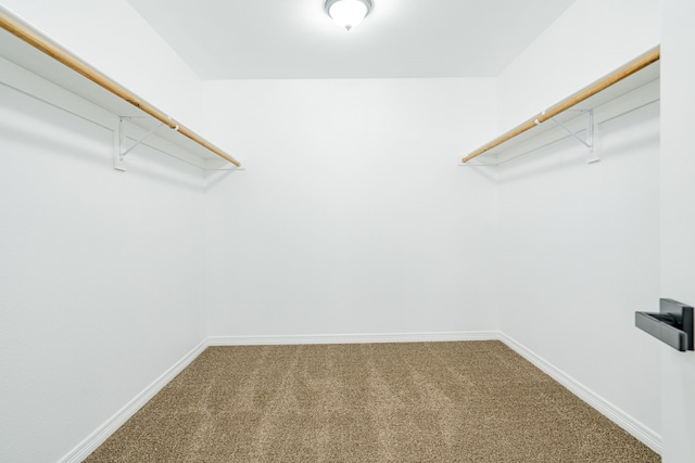 walk in closet with carpet flooring