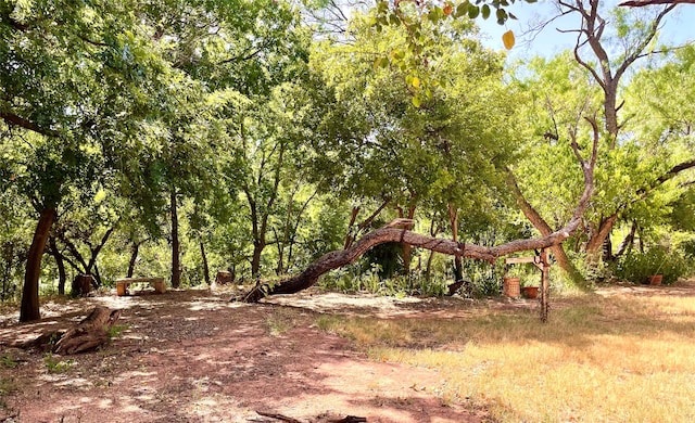 view of local wilderness