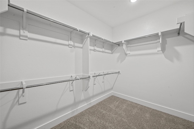 spacious closet featuring carpet