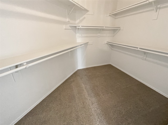 walk in closet featuring carpet flooring