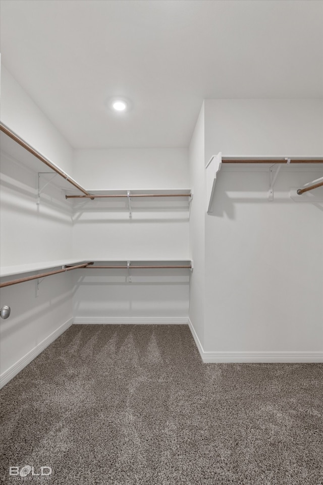 walk in closet featuring carpet flooring