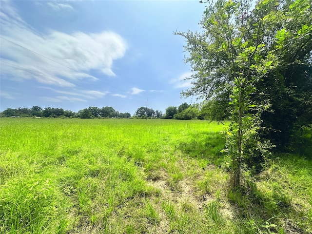 view of local wilderness