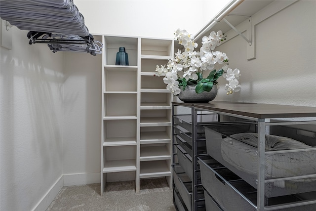 spacious closet featuring carpet