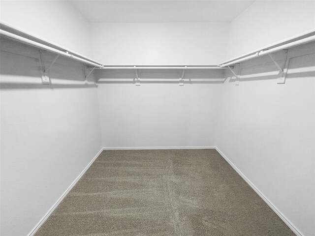 spacious closet featuring carpet