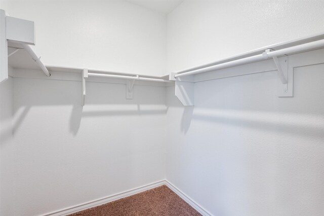 spacious closet featuring carpet flooring