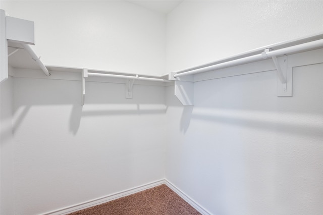 walk in closet with carpet flooring