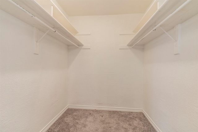 spacious closet featuring carpet flooring