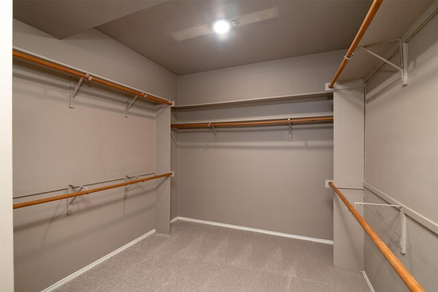 spacious closet featuring carpet flooring