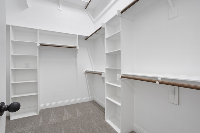 spacious closet featuring carpet flooring