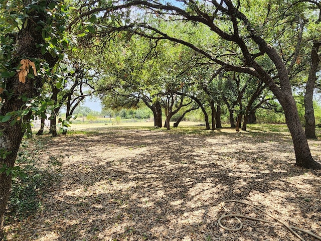 view of local wilderness