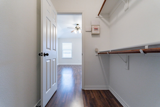 walk in closet with ceiling fan and dark hardwood / wood-style floors