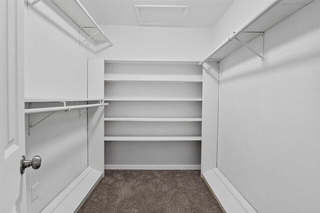 walk in closet featuring carpet flooring