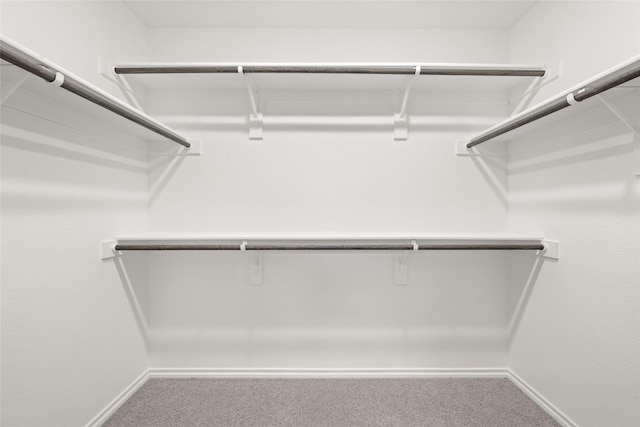 spacious closet featuring carpet