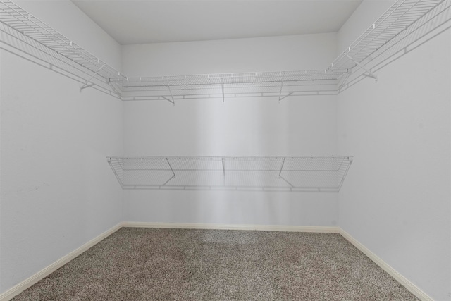 spacious closet featuring carpet