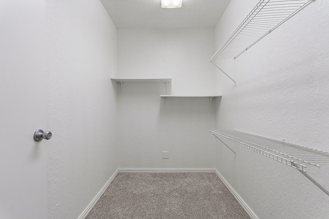 walk in closet with carpet flooring