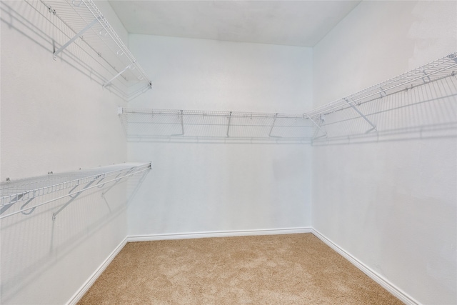 spacious closet featuring carpet flooring