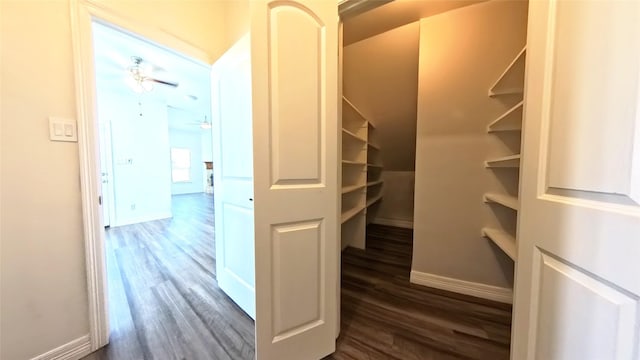 walk in closet with dark wood-style floors and a ceiling fan