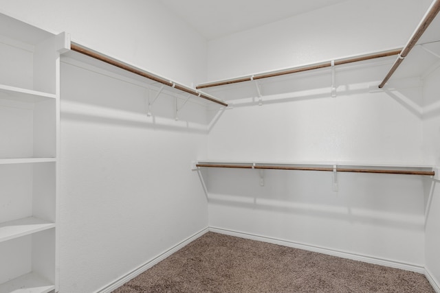 walk in closet featuring carpet flooring